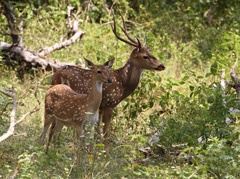 IMG_1307a spotted deer